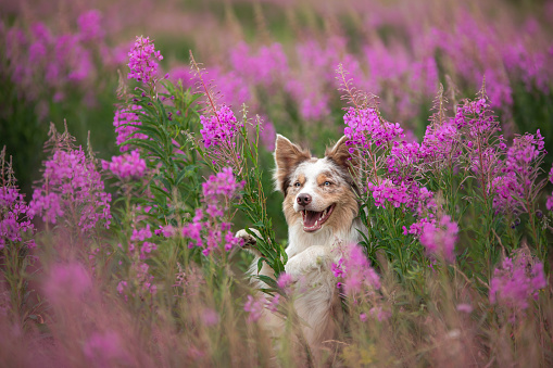 Dog in lilac flowers. Border Collie in a field on nature. Portrait of a pet. Cute pet