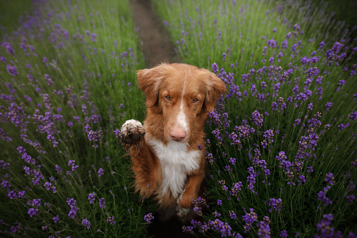 The dog gives the paw. Pet in the colors of lavender. A picture from above. Funny face. Nova Scotia Duck Tolling Retriever, Toller