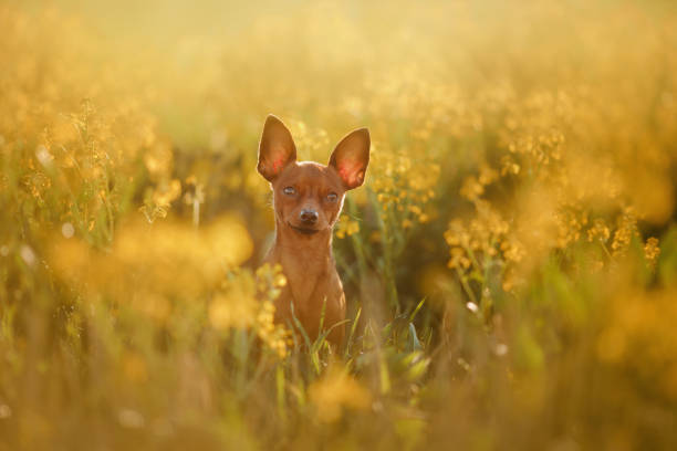 howling dog