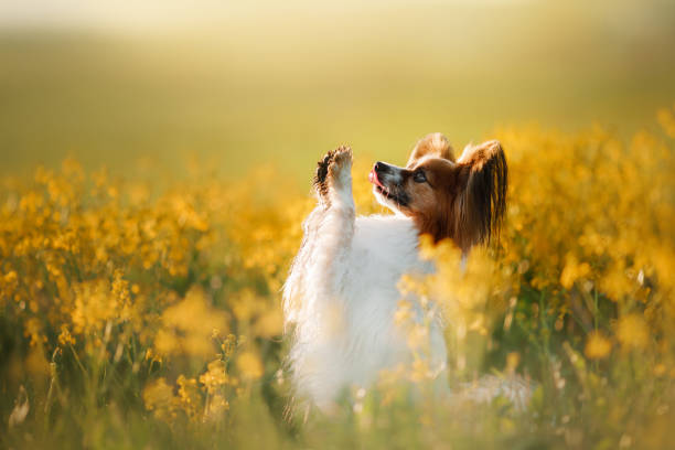 Dog in the grass. Papillon.