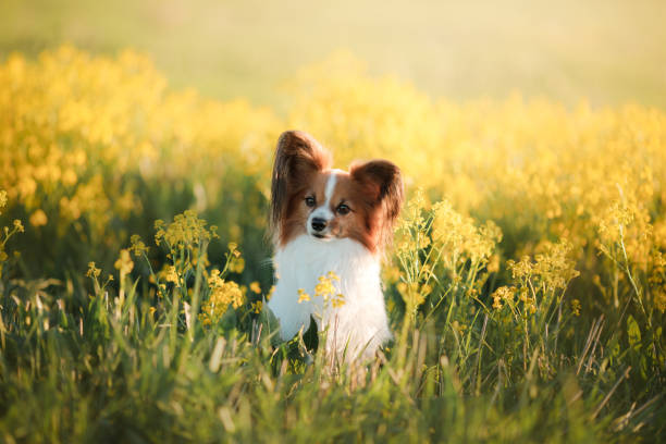 istock Dog in the grass. Papillon. 2006092958