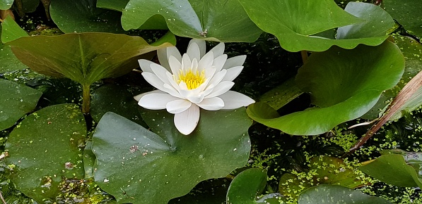 White water lily, Nymphaea alba in a bright day, Glasgow Scotland England