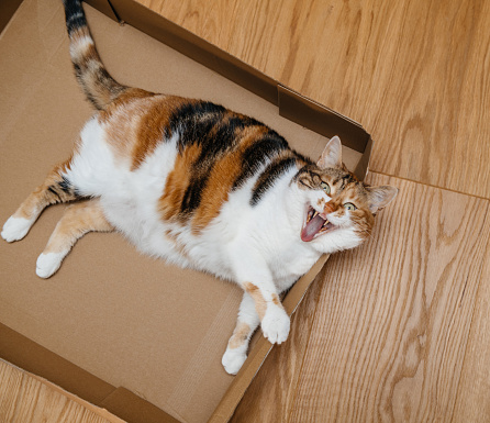 Fun image view from above of curious beautiful cat with green eyes and large open mouth resting playing in a cardboard box on the wooden parquet floor - waiting to play