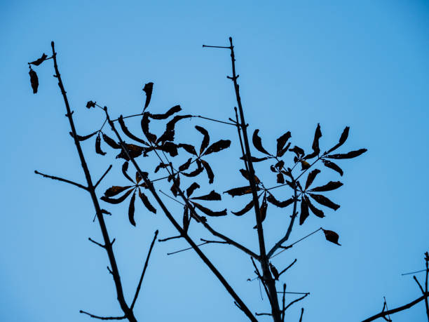 Low angle view of chestnut dried leaves against blue sky
