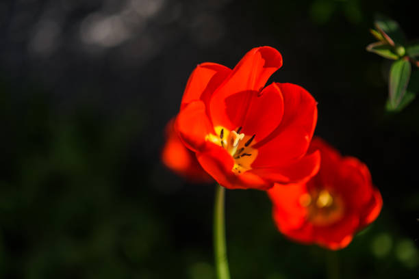 Red tulip in bloom with beautiful vivid colors early in the spring