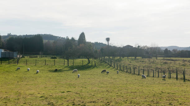 istock Sheep in a corral farmyard in Asturias 2006169257