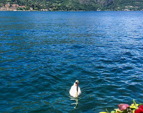 White Mute Swan on water in Lake Como viewed in Bellagio Italy. Villages of Cadenabbia and Griante are visible on the opposite shoreline.