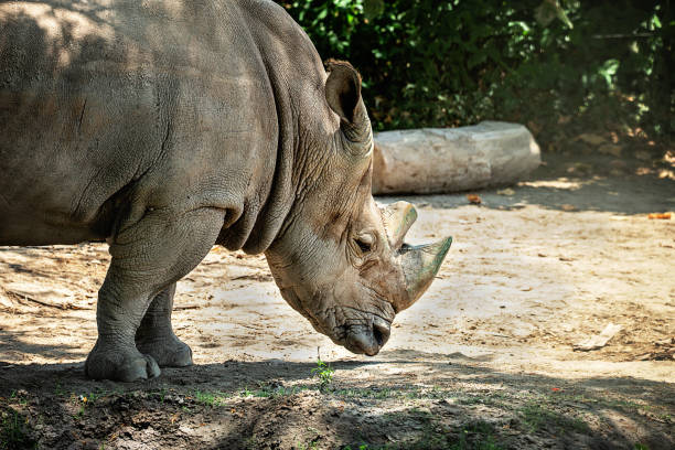 close-up of two white rhinoceros (ceratotherium simum) on black background.