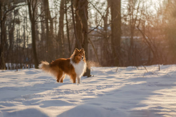 Dogs day trip to the countryside
