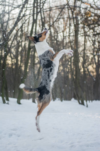 Active blue merle Border Collie jumping and playing with the snow in the forest