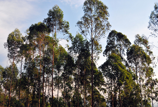 Gakenke district, Northern Province, Rwanda: eucalyptus forest - the species is widely present in the Rwandan landscape, it is used mostly to supply firewood, charcoal and timber.