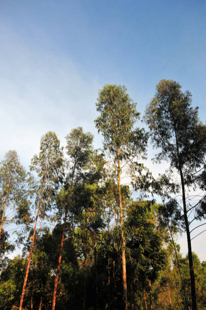 Gakenke district, Northern Province, Rwanda: looking up at the tree canopies in a eucalyptus forest - the species is widely present in the Rwandan landscape, it is used mostly to supply firewood, charcoal and timber.