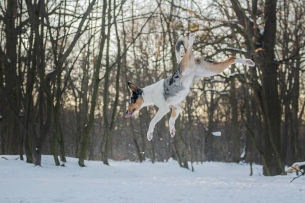 Blue merle short-haired Border Collie flying and playing with the snow in sunny forest, profile view, motion captured