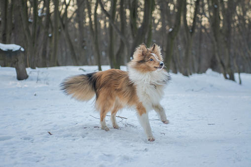 Sable merle Sheltie puppy with blue eyes and funny face is having fun in cold snowy forest