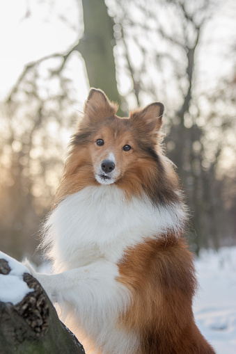 Red sable Sheltie stands with front paws on a tree in snowy forest against direct sunlight