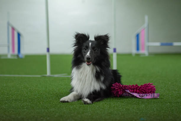 istock Sheltie laying on agility field with a toy and looking at the camera, obstacles behind 2006188252