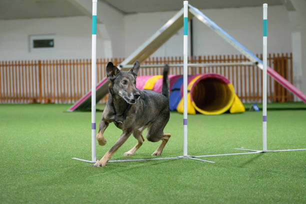 Animal trainer man teaching tricks for dog at public park