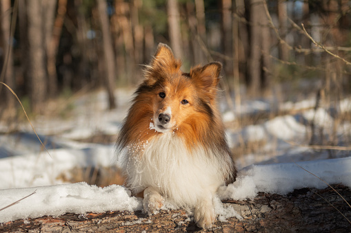 One small  Sheltie dog posing in front of a white brick wall, looking at the camera, smiling.