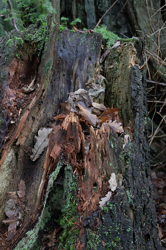 Fallen oak leaves rest on a fragmented stump in a West Coast rainforest. Winter morning in Metro Vancouver.