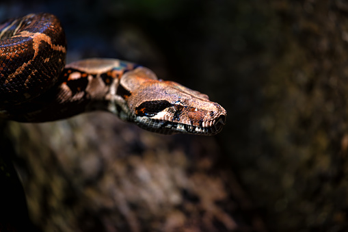 The Boa Constrictor (Boa constrictor) found in Argentina is a large non-venomous snake, often inhabiting diverse habitats ranging from forests to grasslands, displaying remarkable constriction prowess in hunting.