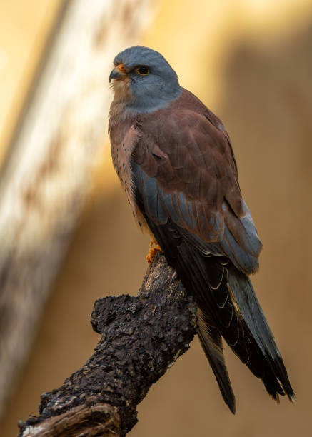istock Kestrel (Falco tinnunculus) off the Coast of Howth, Dublin, Ireland 2006188547