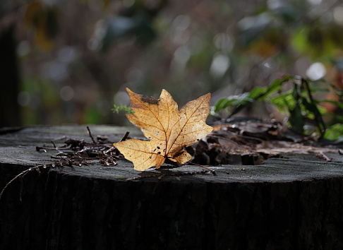 Selective focus on an autumn leaf on a cut tree stump in a West Coast forest. Winter morning in Metro Vancouver, British Columbia.