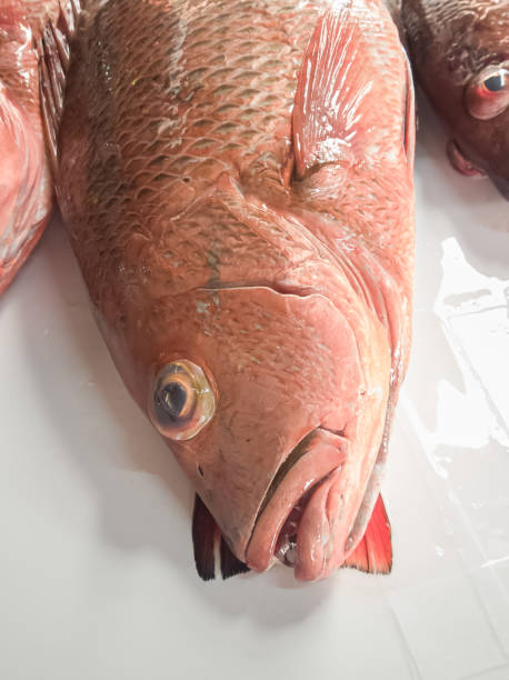 A big red fish sold in the market.