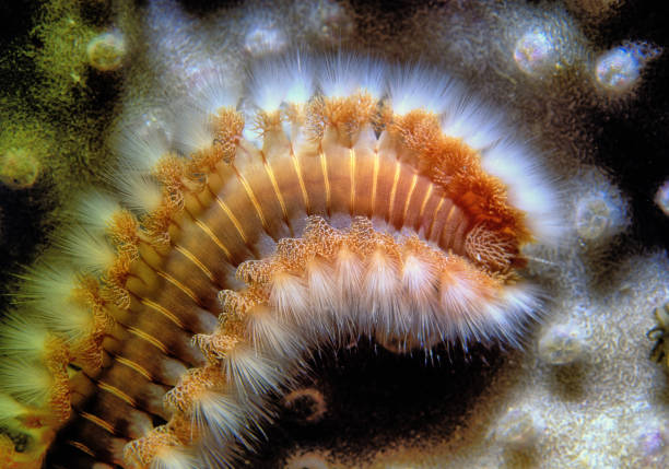 Bearded Fireworm off the coast of the island of Roatan