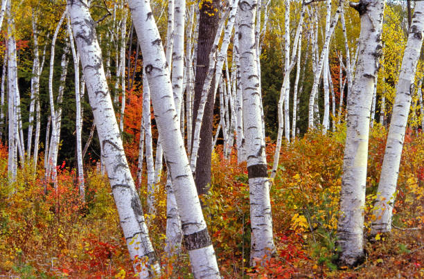 istock Betula papyrifera, paper birch, New Hampshire 2006204777