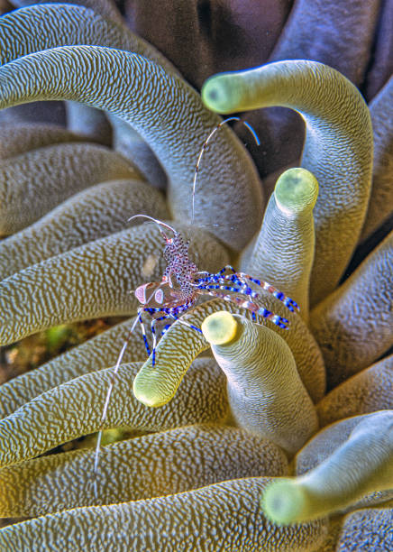 istock spotted cleaner shrimp ,Periclimenes yucatanicus, 2006206328