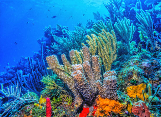 istock Caribbean coral garden, Bonaire 2006208961