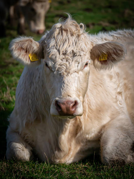 istock Moody looking cow. Isle of Wight 2006210501
