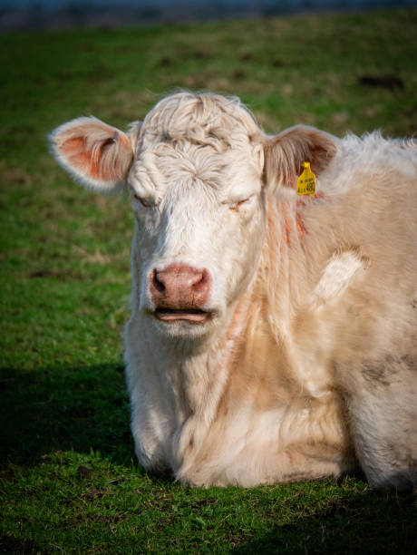 istock Moody looking cow. Isle of Wight 2006211017