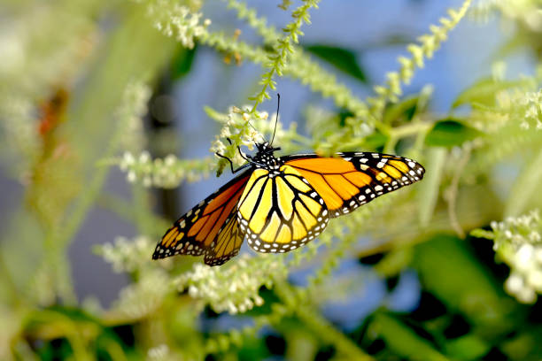 istock Monarch Butterfly On A Flowering Plant 2006224000