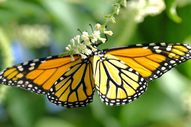 Monarch Butterfly On A Flowering Plant