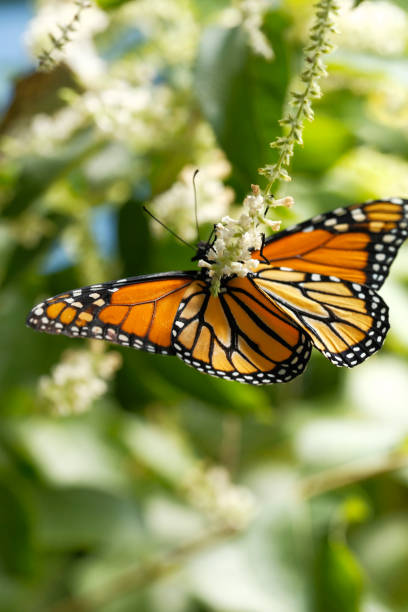 Monarch Butterfly On A Flowering Plant