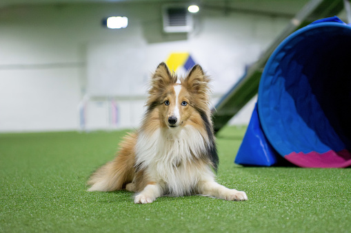 Working Shetland Sheepdog with blue eyes laying on artificial grass inside of agility hall, obstacles are on the background, dog training school for puppies, copy space picture