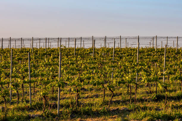 Rows of vines growing in a Sussex vineyard on a late spring day