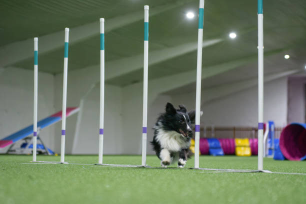 Small working Sheltie running through slalom - dog agility obstacle, during competition inside of a dog training hall