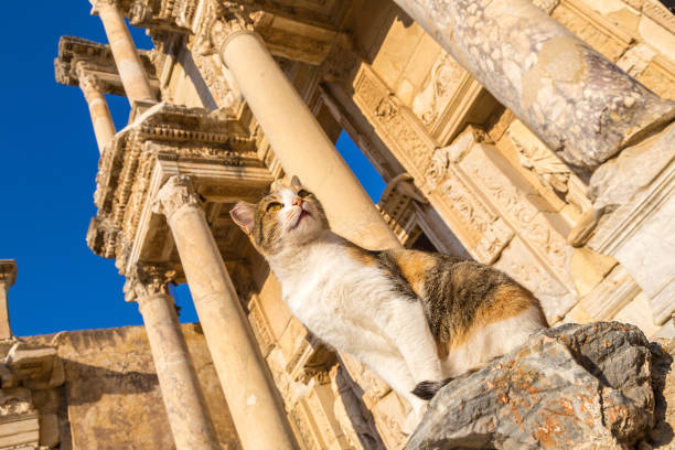 celsius library in ephesus, turkey - ephesus turkey greek culture ancient greece ストックフォトと画像