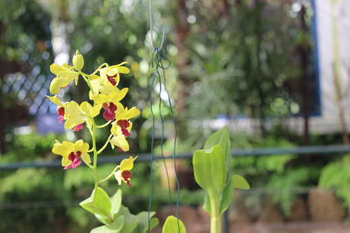 A bunch of pink yellow beautiful tropical orchid flowers inside a botany garden on Rio de Janeiro city.