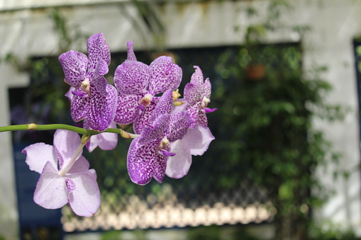 Phalaenopsis orchid miniature hybrids named Manhattan