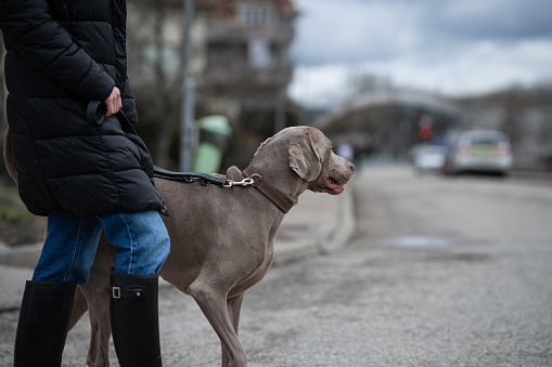 Weimaraner dog on a walk in the suburbs on the green.
