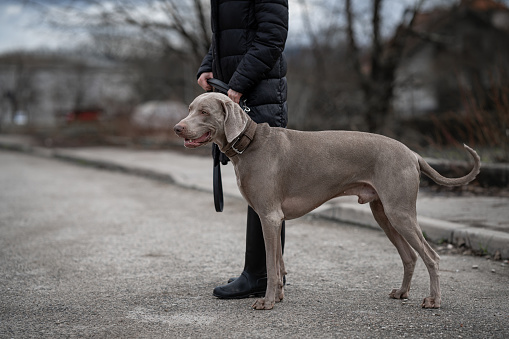 Hunting dog sits near the foot of the hunter