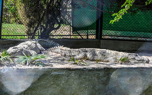 Dangerous crocodile resting in the Sun.
