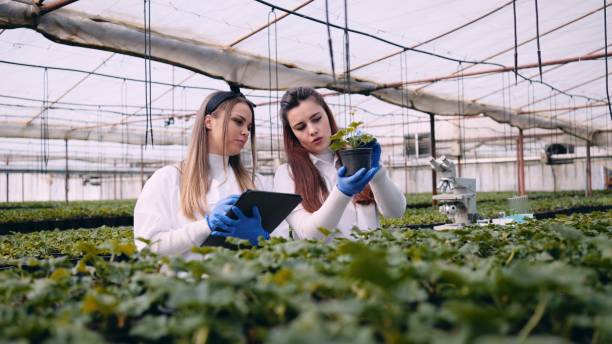 istock Smart farming. Female scientists working in greenhouse laboratory. 2006311017