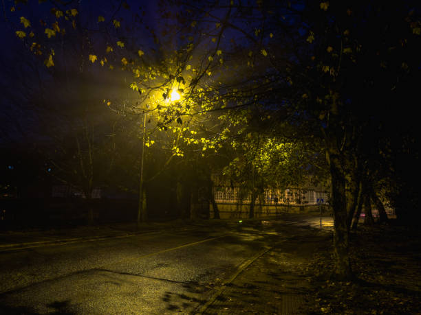 istock Nocturnal Glow: Autumn Leaves under Streetlight 2006314762