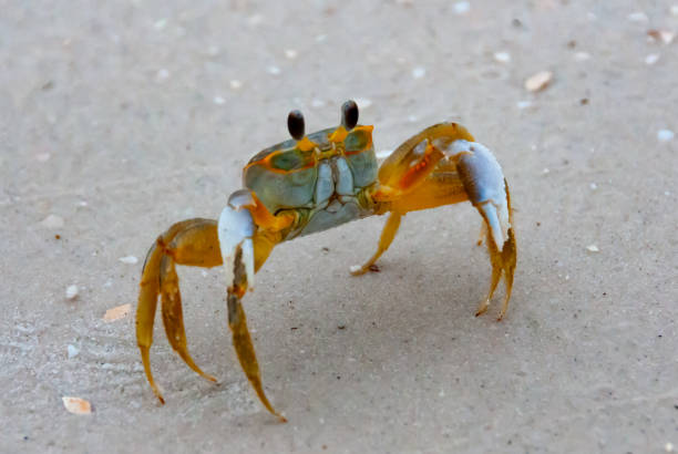 istock Atlantic ghost crab (Ocypode quadrata) at the ocean beach, Florida USA 2006317455