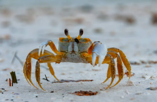 istock Atlantic ghost crab (Ocypode quadrata) at the ocean beach, Florida USA 2006317464