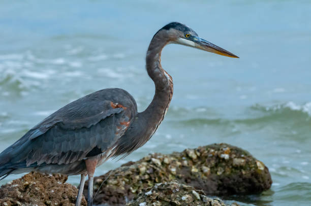 istock Blue Heron (Egretta caerulea) in a central Florida pond. Florida 2006317578